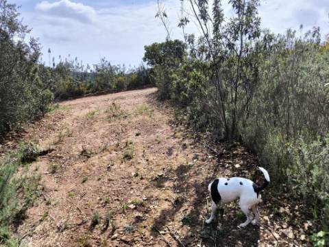 MORADIA T2 - COM TERRENO DE 3628 M2 - CONFRONTA COM RIBEIRO - EM RUÍNAS NO CURAL DA PEDRA - JUNTO AO RIBEIRO - TAVIRA - ALGARVE