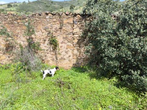 MORADIA T2 - COM TERRENO DE 3628 M2 - CONFRONTA COM RIBEIRO - EM RUÍNAS NO CURAL DA PEDRA - JUNTO AO RIBEIRO - TAVIRA - ALGARVE