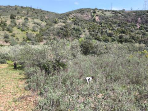 MORADIA T2 - COM TERRENO DE 3628 M2 - CONFRONTA COM RIBEIRO - EM RUÍNAS NO CURAL DA PEDRA - JUNTO AO RIBEIRO - TAVIRA - ALGARVE