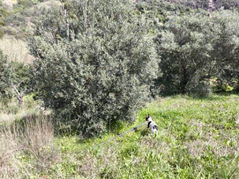 MORADIA T2 - COM TERRENO DE 3628 M2 - CONFRONTA COM RIBEIRO - EM RUÍNAS NO CURAL DA PEDRA - JUNTO AO RIBEIRO - TAVIRA - ALGARVE