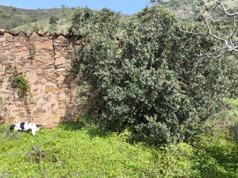 MORADIA T2 - COM TERRENO DE 3628 M2 - CONFRONTA COM RIBEIRO - EM RUÍNAS NO CURAL DA PEDRA - JUNTO AO RIBEIRO - TAVIRA - ALGARVE