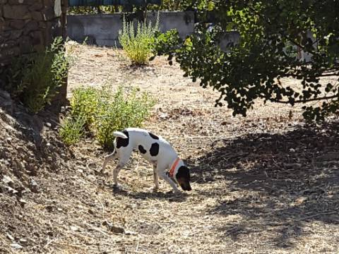 MORADIA EM PEDRA - COM TERRENO DE 200 M2 - COM PROJECTO - FAZ-FATO - TAVIRA - ALGARVE