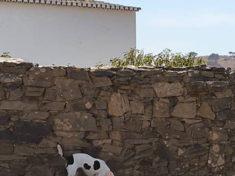 MORADIA EM PEDRA - COM TERRENO DE 200 M2 - COM PROJECTO - FAZ-FATO - TAVIRA - ALGARVE