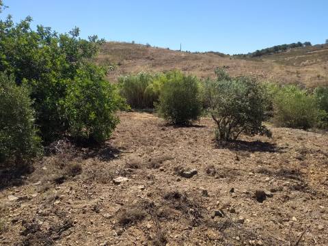 Terreno Rústico com 40000 m² com poço, Azinhal, Castro Marim