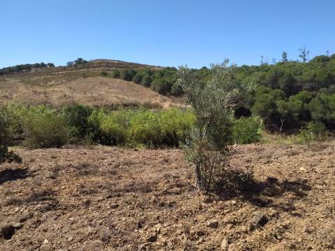 Terreno Rústico com 40000 m² com poço, Azinhal, Castro Marim