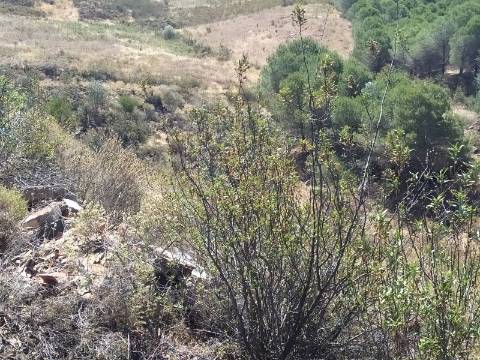 Terreno Rústico com 40000 m² com poço, Azinhal, Castro Marim