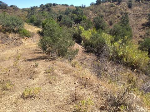 TERRENO RUSTICO COM 23000 M2 - COM POSSIBILIDADE DE CONSTRUÇÃO APOIO AGRICOLA AZINHAL CASTRO MARIM ALGARVE