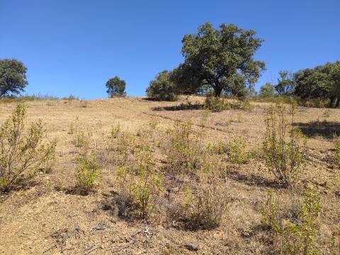 TERRENO RUSTICO COM 23000 M2 - COM POSSIBILIDADE DE CONSTRUÇÃO APOIO AGRICOLA AZINHAL CASTRO MARIM ALGARVE