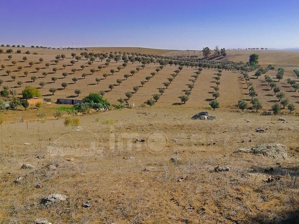Terreno, 4h, Baleizão