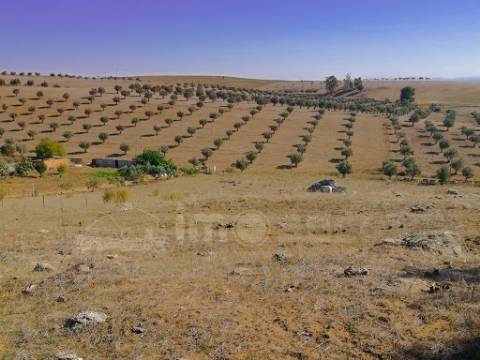Terreno, 4h, Baleizão