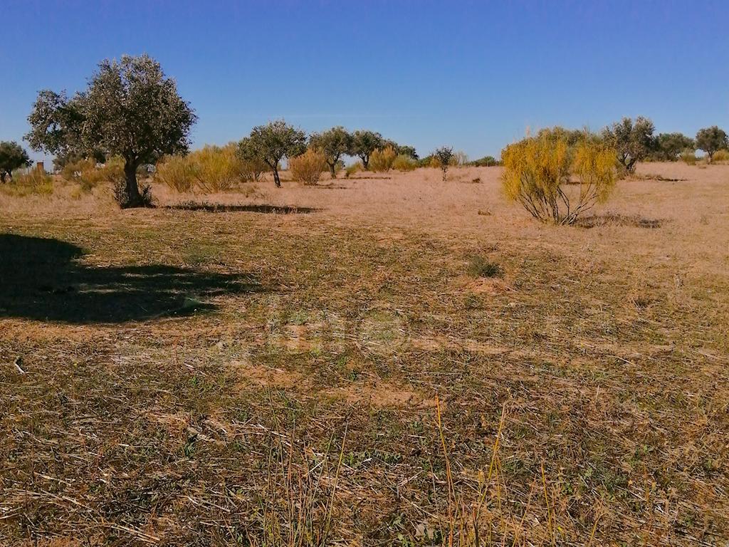 Terreno, 4h, Baleizão