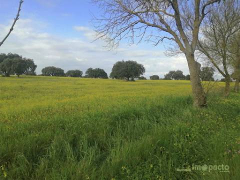 Herdade 47 ha, Alfundão