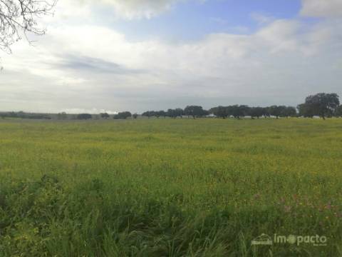 Herdade 47 ha, Alfundão