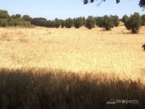 Herdade 47 ha, Alfundão