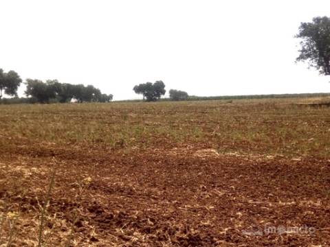 Herdade 47 ha, Alfundão