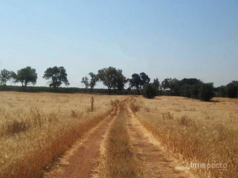 Herdade 47 ha, Alfundão