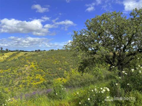 Herdade 45 ha, Corte Pinto-Mertola