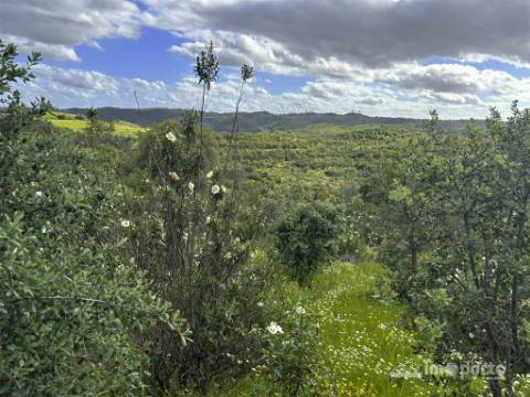 Herdade 45 ha, Corte Pinto-Mertola