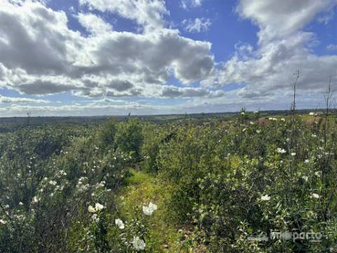 Herdade 45 ha, Corte Pinto-Mertola