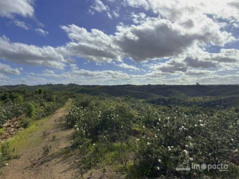 Herdade 45 ha, Corte Pinto-Mertola