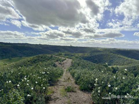 Herdade 45 ha, Corte Pinto-Mertola