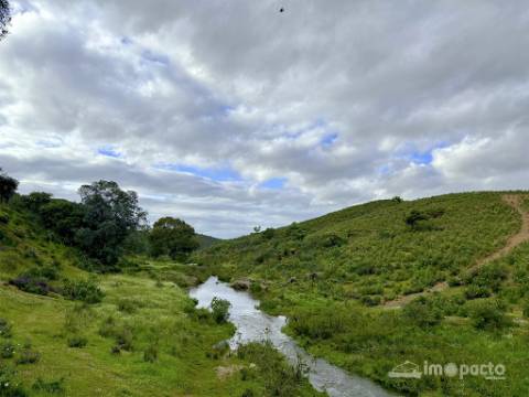 Herdade 45 ha, Corte Pinto-Mertola