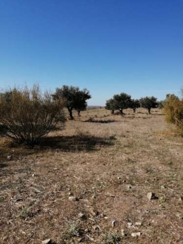 Moinho Antigo, Baleizao -Beja