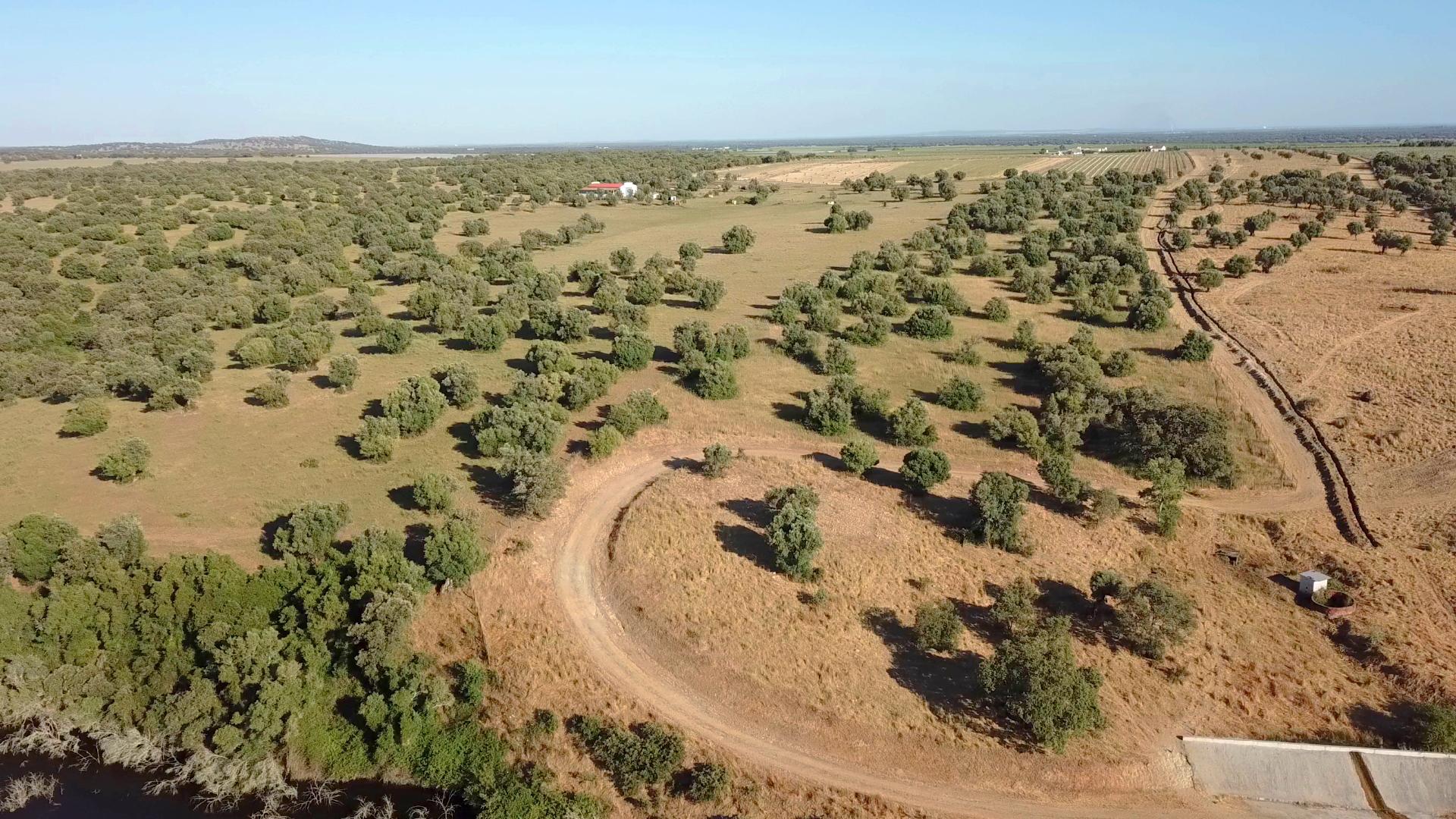 HERDADE COM MONTE, TORRAO