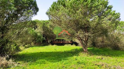  Terreno com pinhal em São João das Lampas 