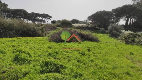  Terreno com pinhal em São João das Lampas 