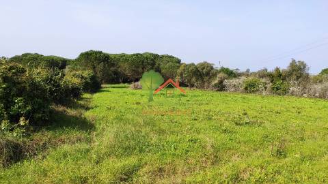  Terreno com pinhal em São João das Lampas 