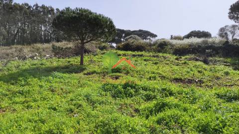  Terreno com pinhal em São João das Lampas 