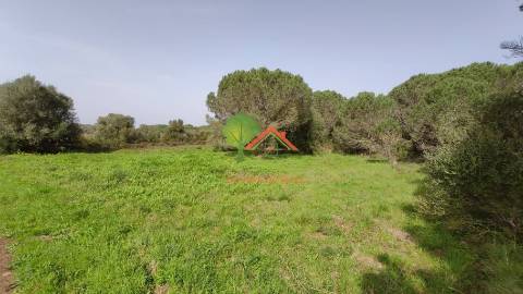  Terreno com pinhal em São João das Lampas 