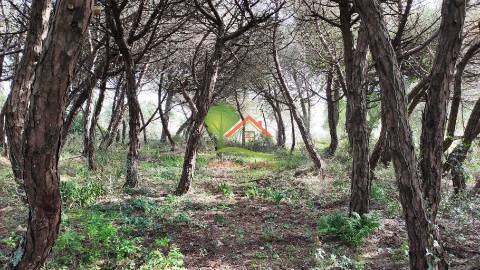  Terreno com pinhal em São João das Lampas 