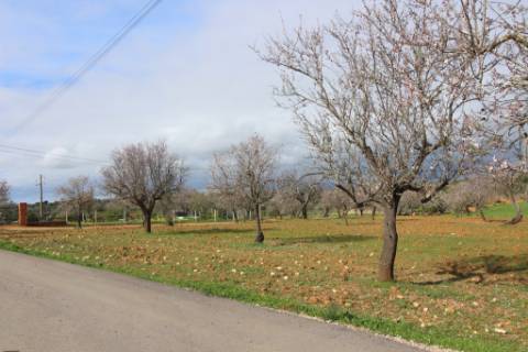 Terreno Rústico em Vale Verde, Guia, Albufeira