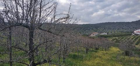 Quinta/ Exploração agrícola em Vila Flor