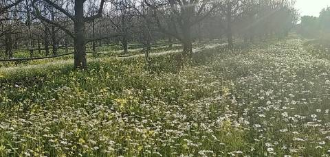 Quinta/ Exploração agrícola em Vila Flor