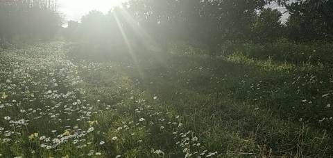 Quinta/ Exploração agrícola em Vila Flor