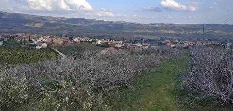 Quinta/ Exploração agrícola em Vila Flor