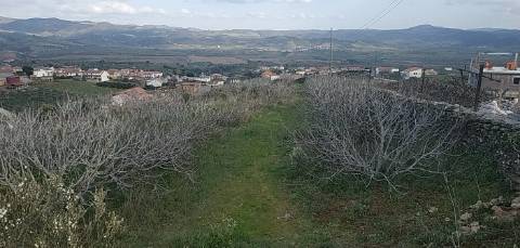 Quinta/ Exploração agrícola em Vila Flor