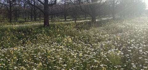 Quinta/ Exploração agrícola em Vila Flor