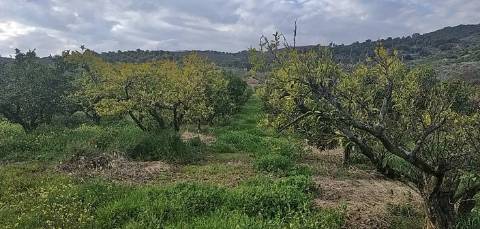 Quinta/ Exploração agrícola em Vila Flor