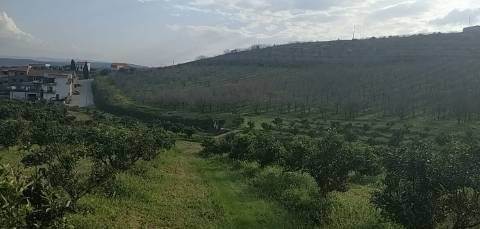 Quinta/ Exploração agrícola em Vila Flor