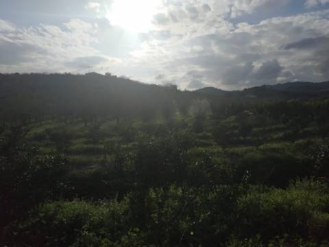 Quinta/ Exploração agrícola em Vila Flor