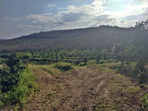 Quinta/ Exploração agrícola em Vila Flor