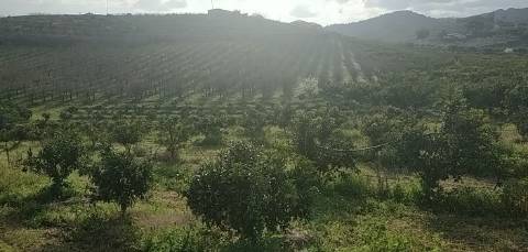 Quinta/ Exploração agrícola em Vila Flor