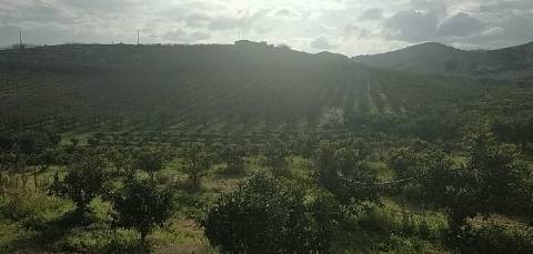 Quinta/ Exploração agrícola em Vila Flor