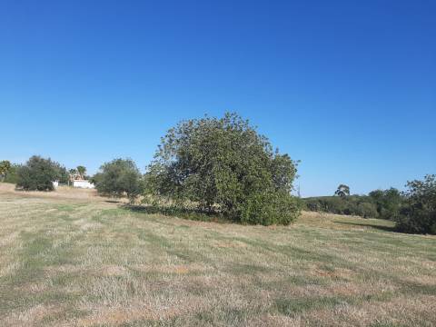 Terreno em Olhão, Moncarapacho
