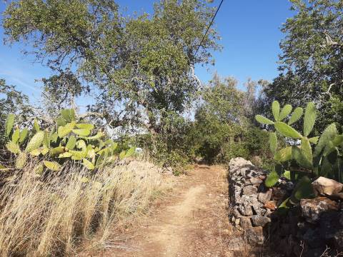 Terreno em Olhão, Moncarapacho