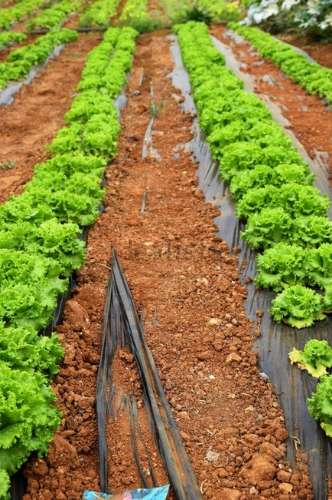 Quinta com produção agrícola ativa e projeto de turismo rural